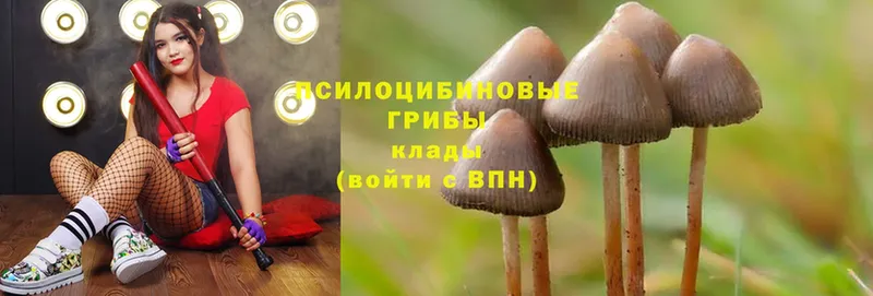 Галлюциногенные грибы Cubensis  мега как зайти  Дрезна 